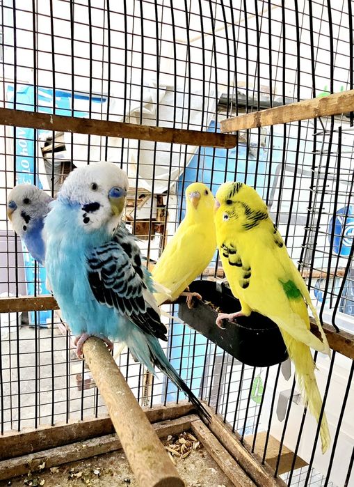 Волнистый попугайлар Valnisti Narlar