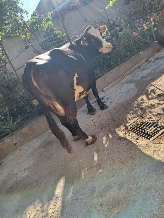 Vand vaca de abator foarte grasa