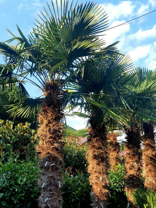 Palmieri de orice specie, cycas, trachycarpus fortunei, phoenix etc