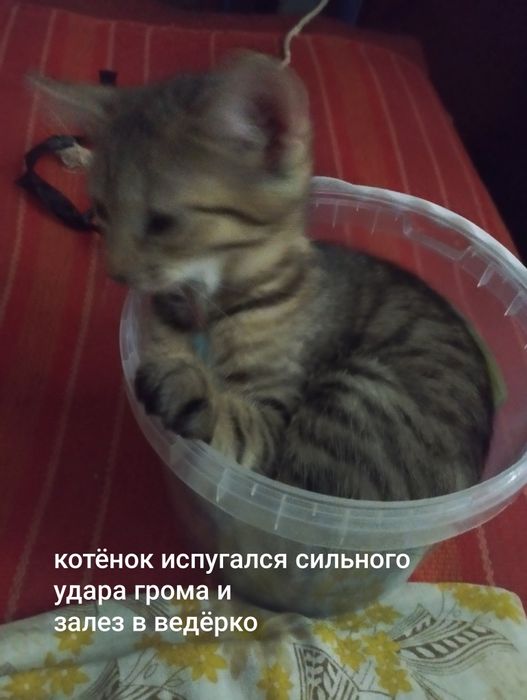 Отдам в добрые руки