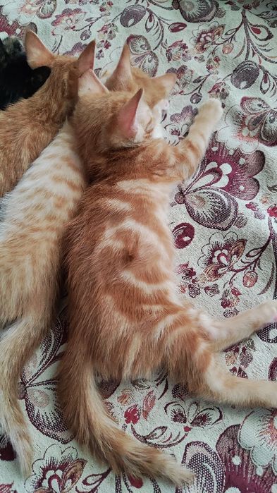 Котята домашние рыжие