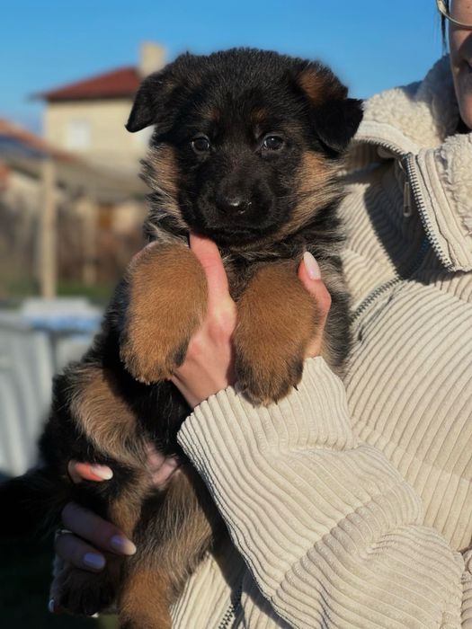 Немска Овчарка ( German Shephard)