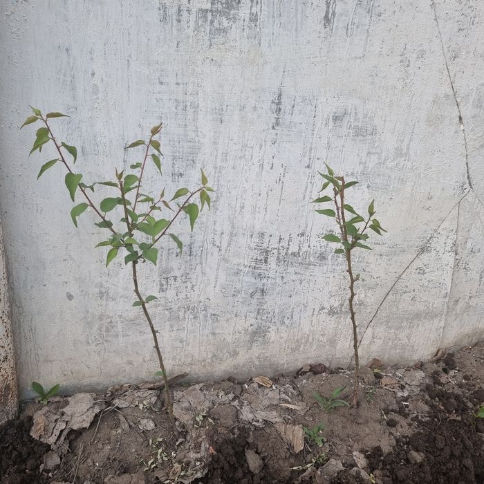 Продам саженцы абрикоса