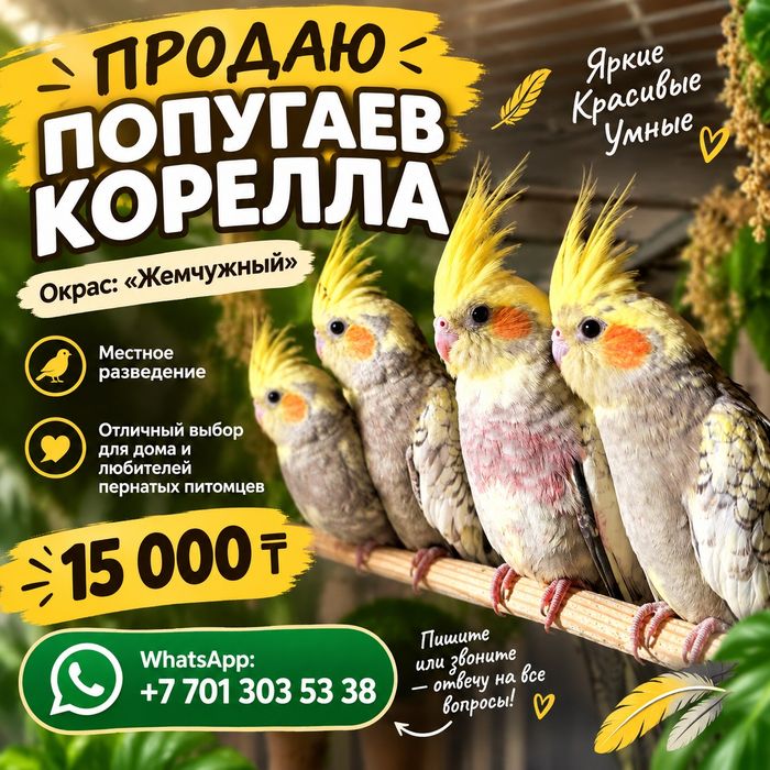 Продам попугаев Корелла