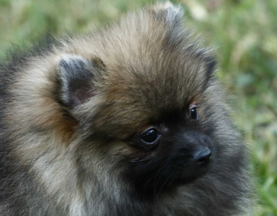 Померан Померанче на 2 месеца