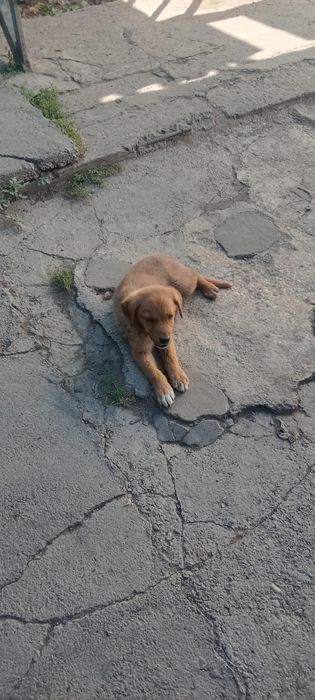 Отдам щенка в добрые любящие руки