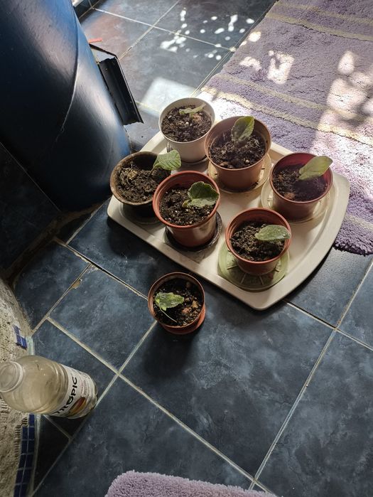 Домашние  цветы из дома Хлорофитум , алоэ , денежное дерево и др