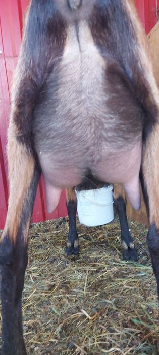 Capre iedute metis alpina franceza