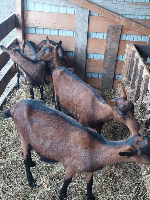 Vând capre alpine franceze gestante