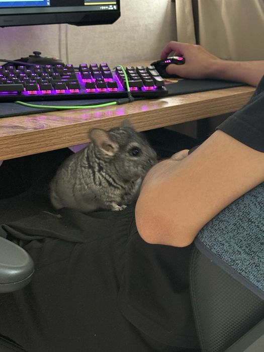 Шиншилла мальчик