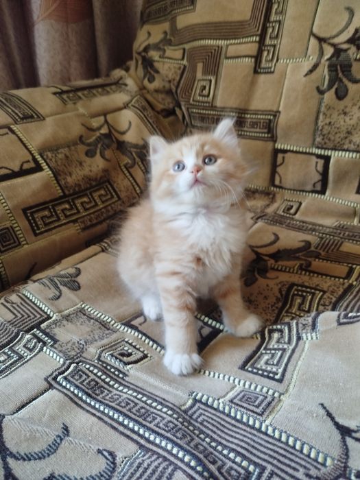 Отдам котят в хорошие руки