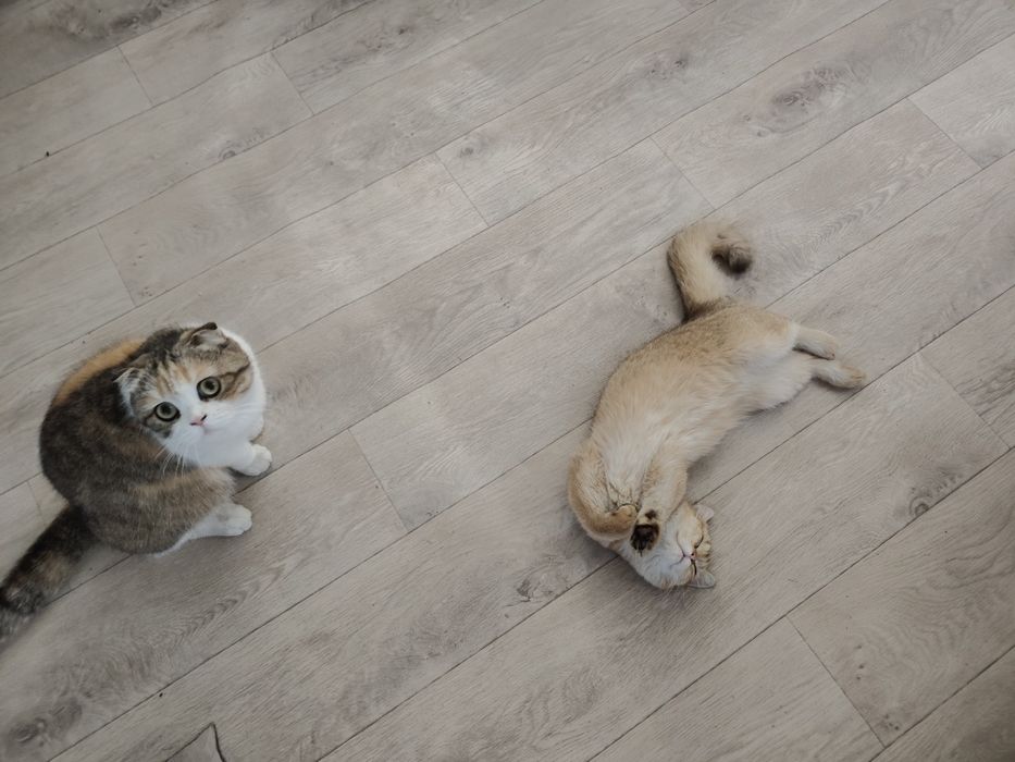 Котята Бикалорные Элитные