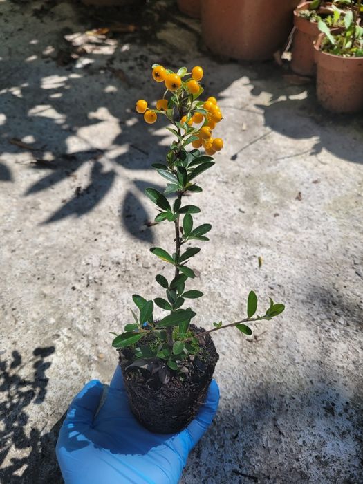 Pyracantha Soleil d'Or (Catina decorativa)