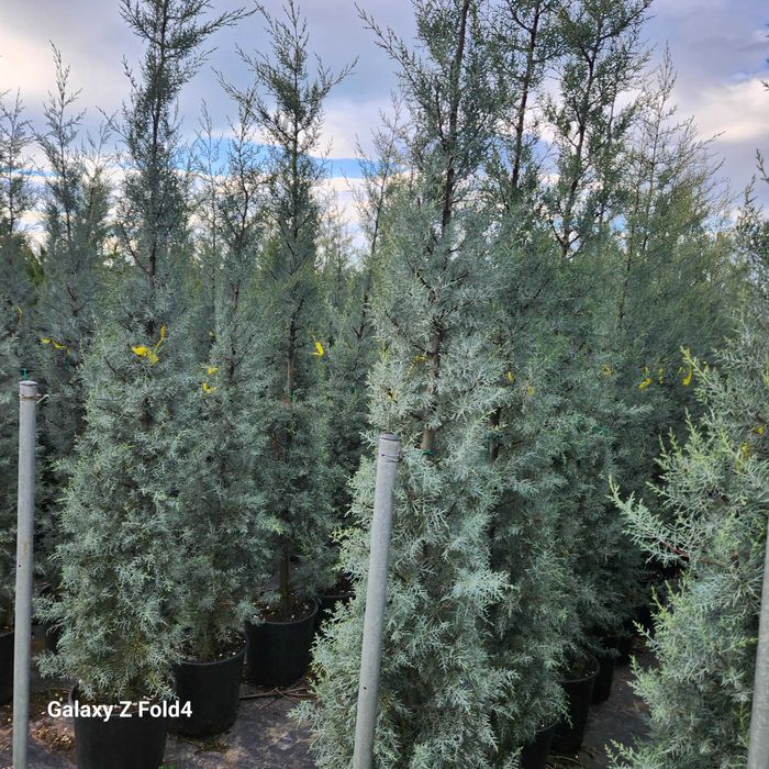 Leylandii la ghiveci ideal pentru gard viu rapid si dens diferite culori