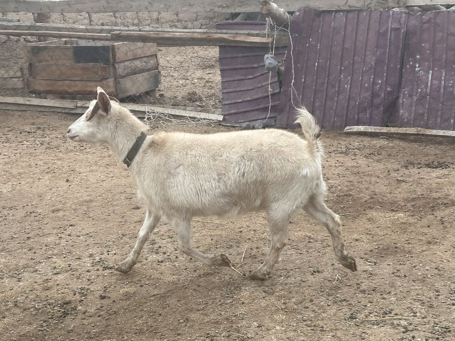 Орыс ешкі сатылады