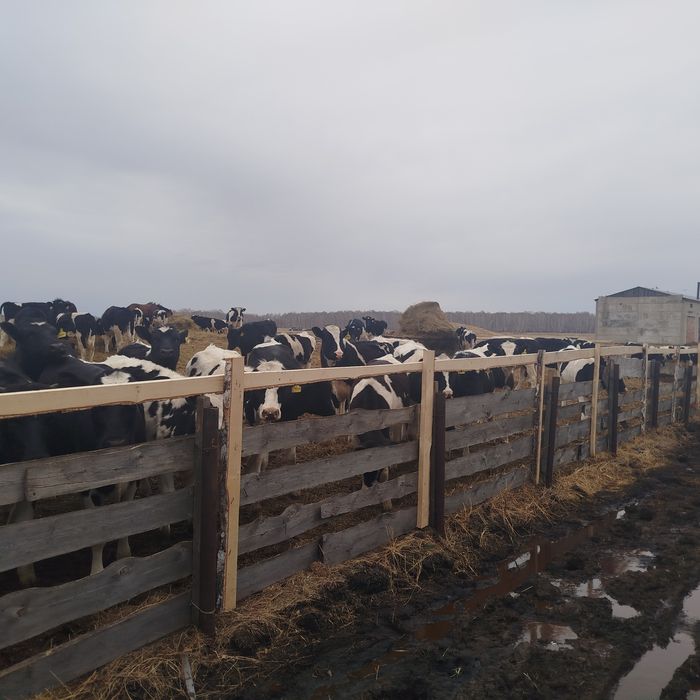 Поставка живого скота из России в Узбекистан. Юридическое лицо окажет