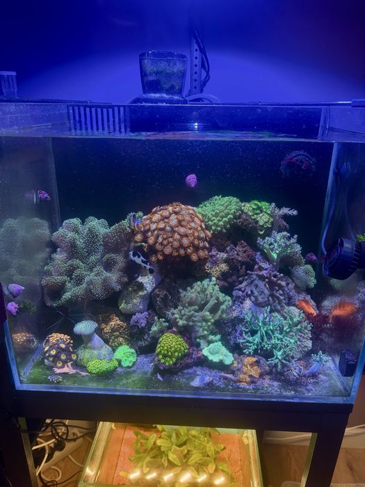 Морские рыбки и кораллы