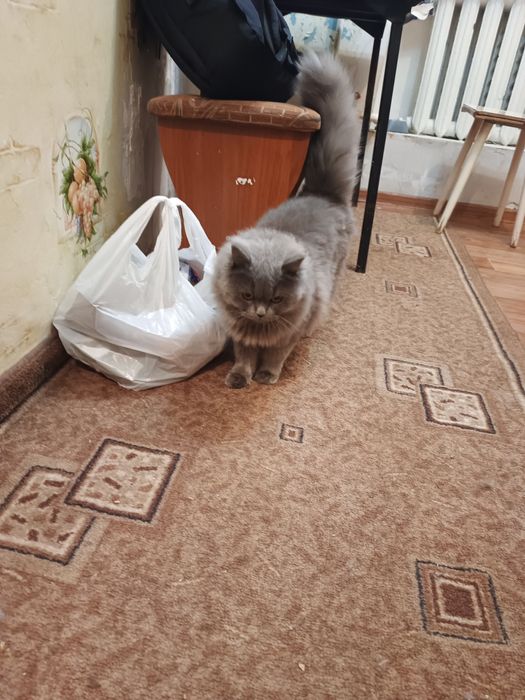 Отдам крассавицу