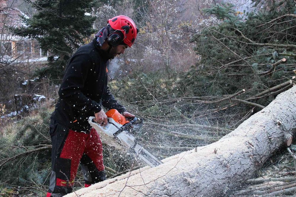 Рязане на дървета