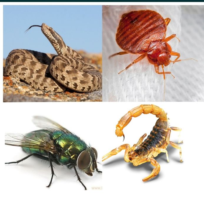 Дезинфекция/Дизинфекция/Dezinfeksiya/Dizinfeksiya