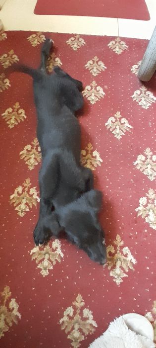 Отдам щенка в добрые руки