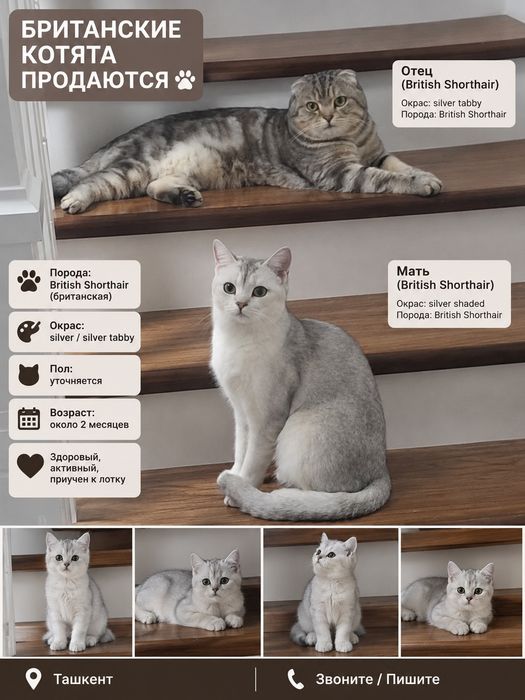 Британский котёнок

Красивый, здоровый и игривый котёнок.