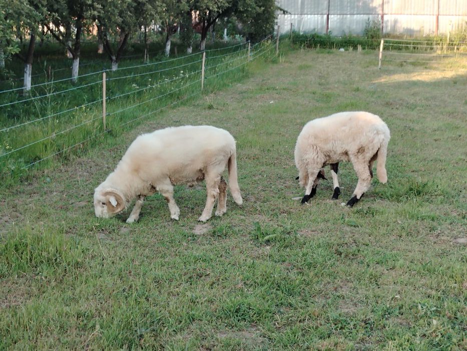 De vânzare berbecuț și mieluță, ambii în vârstă de 1 an.  0771136744