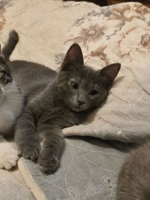 Отдадим котят в добрые руки