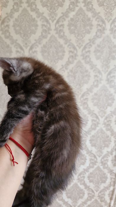 Отдам даром котёнка