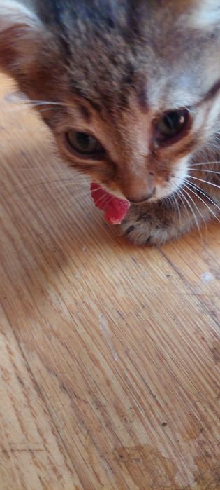 Котята. 4 месяца