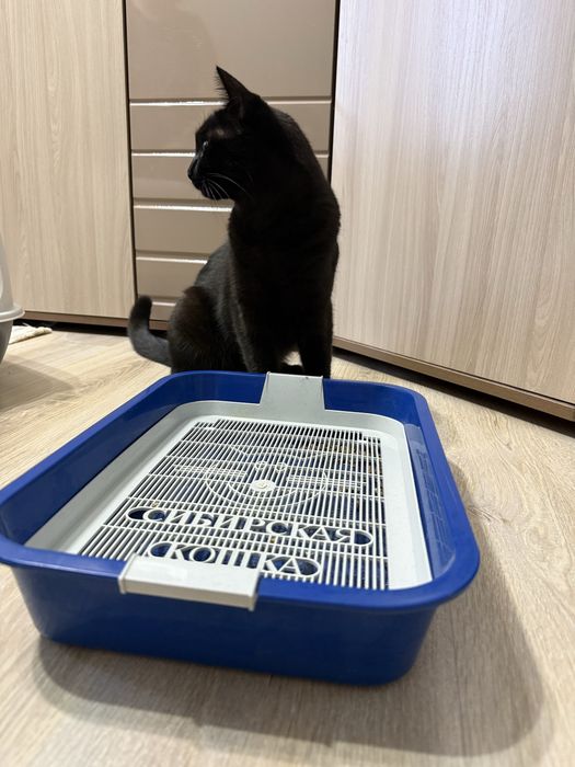 Кошачий лоток с сеткой