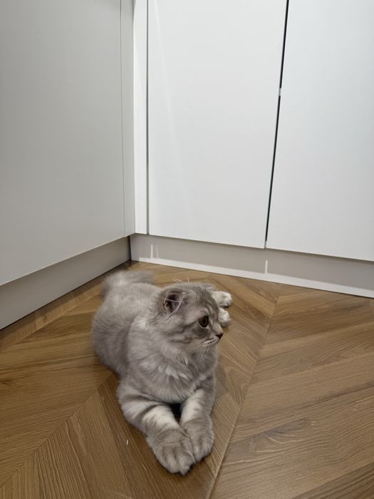 Котенок шотландец вислоухий