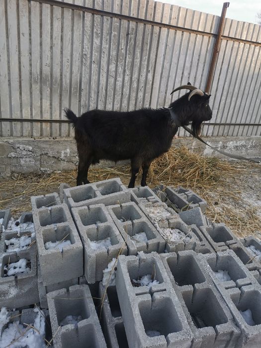 Продаётся дойная коза