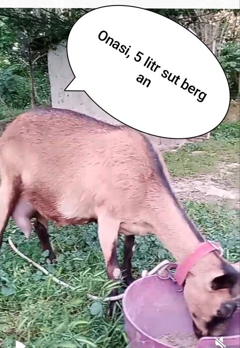 Zotli sutdor echki