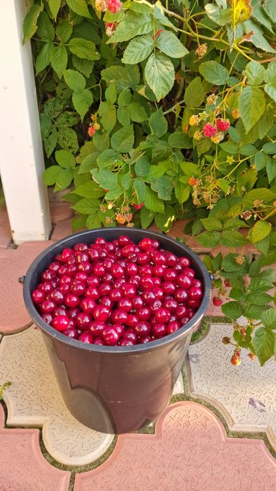 Продам компоты  из домашней вишни