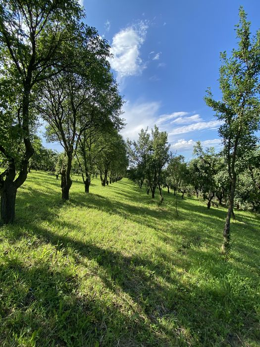 De vanzare mun Falticeni, jud Suceava