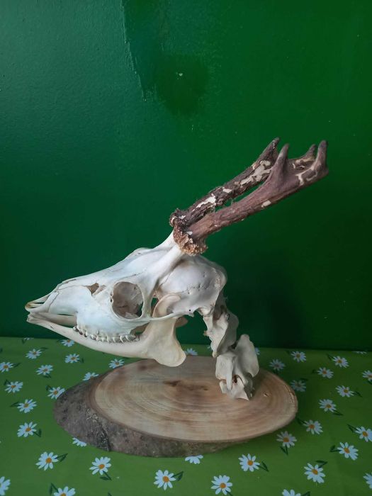 trofeu-trofee-craniu-cranii-coarne de caprior articulat cu panoplie