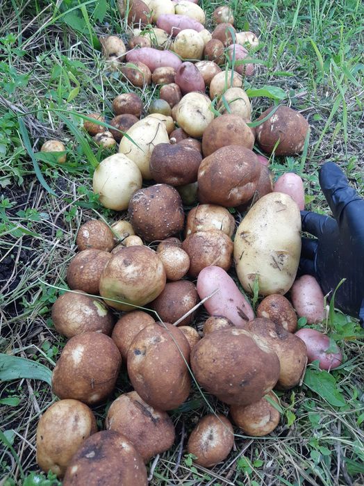 Участок земли в городе