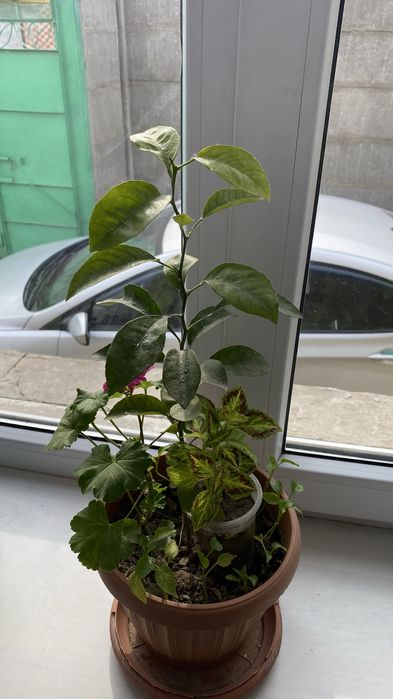 Лимонное дерево