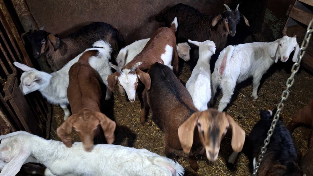 Продавам Ярета мъжки и женски