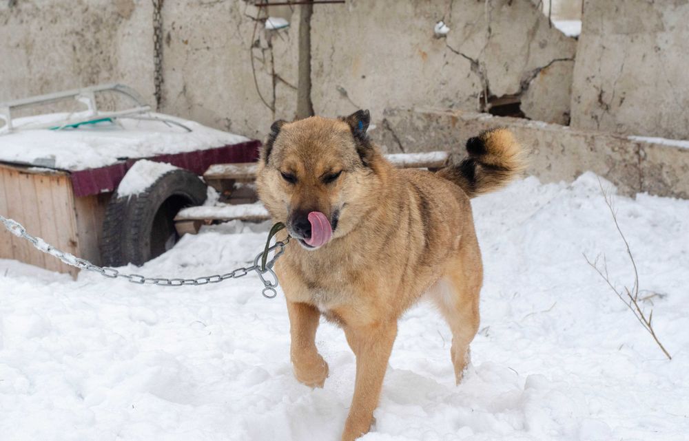 Собаки приюта в поиске дома