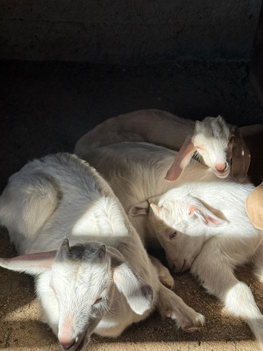 Теке лақтар сатылады