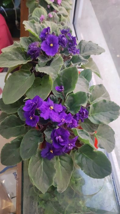 Фиалки молодые цвет