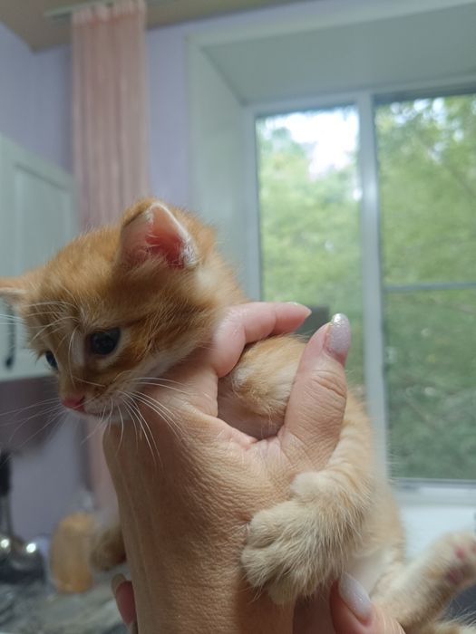 Отдам котенка в добрые руки