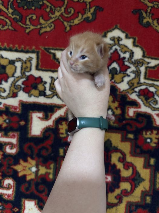 Котята в добрые ручки