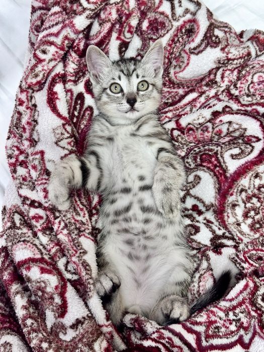 Котенок в добрые руки