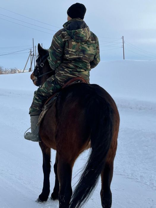 Продаю жеребую кабылу