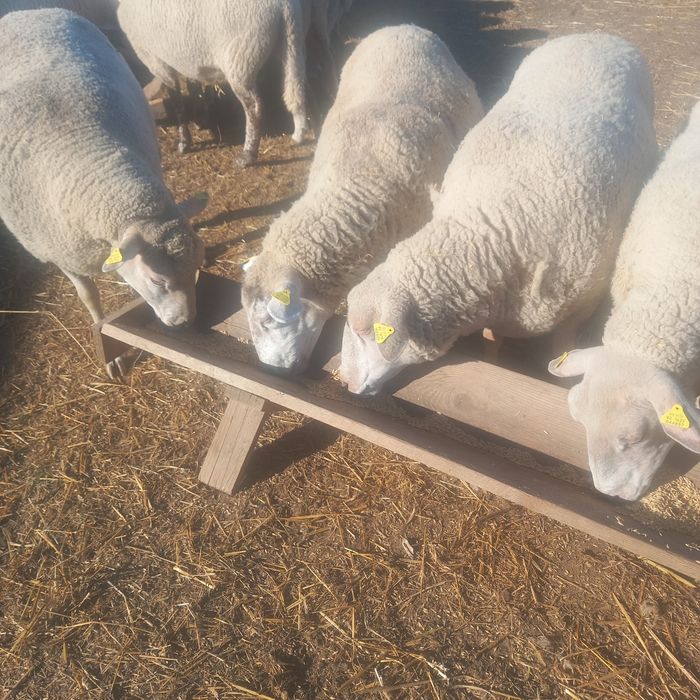 Oi texel de tinut de vanzare