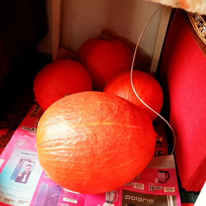 Продам тыкву-тыкву.