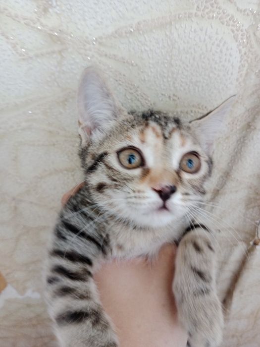 Отдам котят в добрые руки